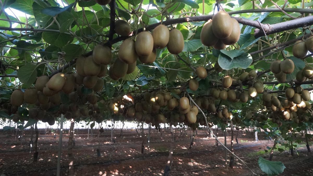 ivia kiwi